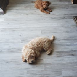 Goldendoodle Puppies from Brulee Doodles