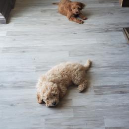 Goldendoodle Puppies from Brulee Doodles