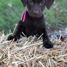 Labrador Retriever Puppies from Harvest Moon Farm