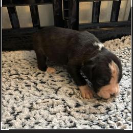 Girl 1 - Brindle female Boxer puppy in Lakeland, Florida from Cote's Boxers
