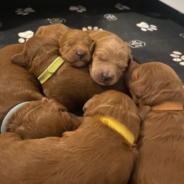 Goldendoodle Puppies from North Bay Goldendoodles