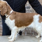 Chloe - Welsh Springer Spaniel