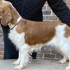 Chloe - Welsh Springer Spaniel