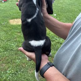 Basset Hound Puppies from Tia Blystone