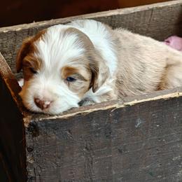 Girl 2 - Red merle female Miniature Australian Shepherd puppy in Fife Lake, Michigan from HaVen Homestead Miniature Australian Shepherds