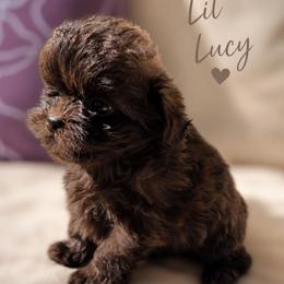 Little Lucy - Brown female Shihpoo puppy in Delphos, Ohio from Route 66 Poodles & Doodles, Sapphire Shih-tzu's of Ohio