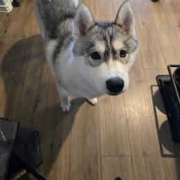 Chess - Gray and white male Siberian Husky puppy in Gladewater, Texas from Mirage Siberians
