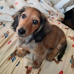 Dachshunds from BenderDachs