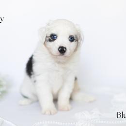Cody - Blue merle male Miniature Australian Shepherd puppy in Wooster, Ohio from Kari's Mini Aussies