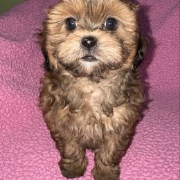Pumpkin - Brown female Shihpoo puppy in Cedar Springs, Michigan from Pridespoodles