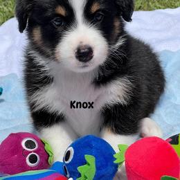 Knox - Black tri-color male Australian Shepherd puppy in Magee, Mississippi from Paint ByNumbers Ranch