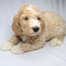 Bernedoodle and Poodle Puppies from SoFun Doodles & Poodles