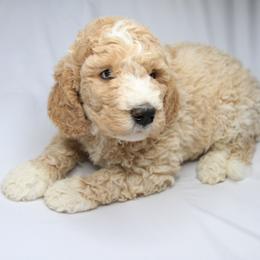 Bernedoodle and Poodle Puppies from SoFun Doodles & Poodles