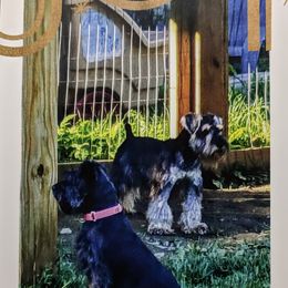 Miniature Schnauzer Puppies from Tymeless Farm