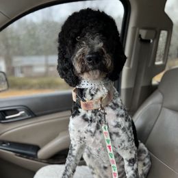 Dolly - Goldendoodle