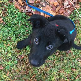 German Shepherd Puppies from Zu Wyrd