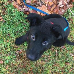 German Shepherd Puppies from Zu Wyrd