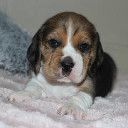 Chelsea - Black tan and white female Beagle puppy in Morrill, Kansas from Kelle Beagles