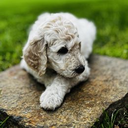 Goldendoodle Puppies from Table Rock Doodles