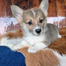Laura Ingalls Wilder - Sable and white female American Corgi puppy in Paden, Oklahoma from Sunray Ranch
