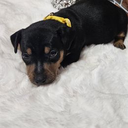 Rocky - Black and tan male Miniature Pinscher puppy in Baton Rouge, Louisiana from Pike's Pups