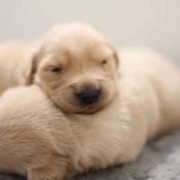 Female golden puppy - Golden female Golden Retriever puppy in Lemoore, California from UnrivaledGoldens