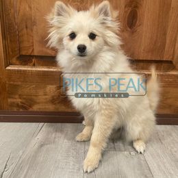 Pua - White male Pomsky puppy in Littleton, Colorado from Pikes Peak Pomskies