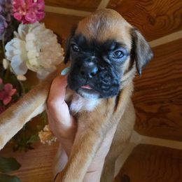 Girl 7 - Boxer puppy in Forsyth, Montana from Hert's Big Sky Boxers
