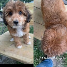 Sable boy less white - Sable male Aussiedoodle puppy in Hillsboro, Illinois from Shoal Creek Puppies