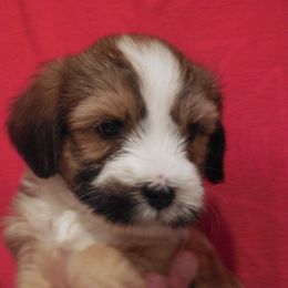 Tibetan Terrier Puppies from Welcome to Legacy Tibetan Terriers