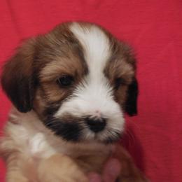 Tibetan Terrier Puppies from Welcome to Legacy Tibetan Terriers