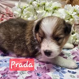 Prada - White and sable female Shetland Sheepdog puppy in Caldwell, Texas from Candyce Witte