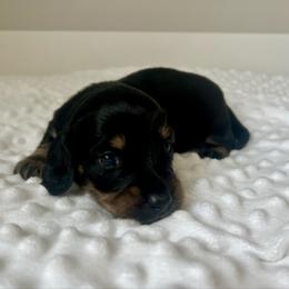 Black and Cream male - Black and cream male Dachshund puppy in Shelley, Idaho from Journey’s End Dachshunds