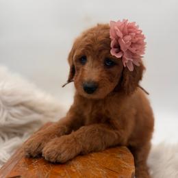 Pecan - Red female Bernedoodle puppy in Ocala, Florida from Bernedoodles of Florida