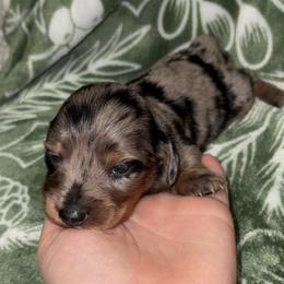 Loretta - Dapple female Dachshund puppy in Goldthwaite, Texas from Mini Mama Dachshunds