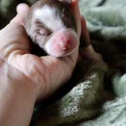 Boy 4 - male Australian Shepherd puppy in Brooker, Florida from The Great Bambino SunState Aussies!