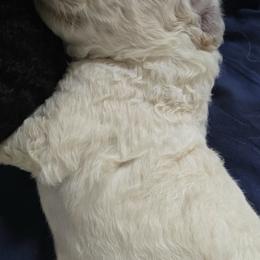 Boy 3 - male Poodle puppy in Hammond, Maine from Meadow Mt Poodles of Maine