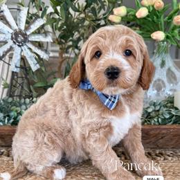 Pancake - Red male Bernedoodle puppy in Temecula, California from Brookside Bernedoodles