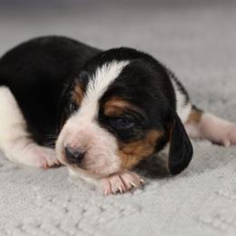 Boy 1 - Brown and white male Basset Hound puppy in Idaho from Welcome Home Bassets