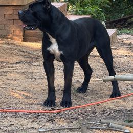 Karma - Cane Corso