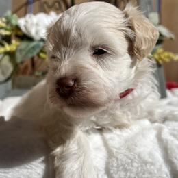 Jason (Red) - Parti male Miniature Schnauzer puppy in Menifee, California from Moonshine’s Minis