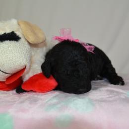 Poodle puppies from TLC by the Lake Standard Poodle and Doodles