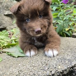 Squirrel - Brown and white male Siberian Husky puppy in Addison, Michigan from Gray Run Siberian Huskies