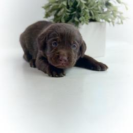 Kili - Chocolate male Labrador Retriever puppy in Isle, Minnesota from Dog Ear Outfitters