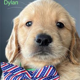 Dylan - Golden male Golden Retriever puppy in Vail, Arizona from Retrievers Gold AZ
