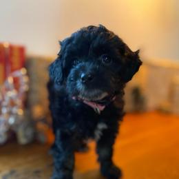 Hazel - Black female Goldendoodle puppy in Eaton, Ohio from Dezi’s Sonshine Doodles