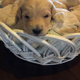 Goldendoodle Puppies from Southern Coast Goldendoodles