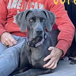 Wren - Weimaraner