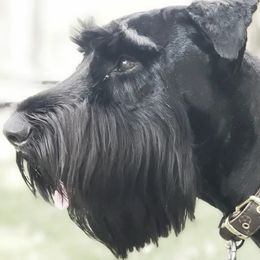 Serena - Giant Schnauzer