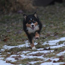 Gretl - Black & white female Miniature American Shepherd puppy in Ellensburg, Washington from Wiggle Rump Ranch